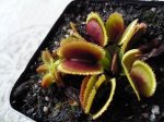 Dionaea muscipula 'Sawtooth' - kliknij aby zobaczyć zdjęcie. Dionaea muscipula 'Sawtooth'