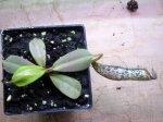 Nepenthes vogelii - kliknij aby zobaczyć zdjęcie. Nepenthes vogelii
