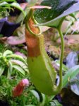 truncata - kliknij aby zobaczyć zdjęcie. truncata