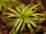 D. pulchella x nitidula - kliknij aby zobaczyć zdjęcie. D. pulchella x nitidula