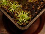 D. pulchella x nitidula - kliknij aby zobaczyć zdjęcie. D. pulchella x nitidula