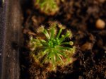 Drosera roseana - kliknij aby zobaczyć zdjęcie. Drosera roseana