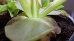 DSC00101.JPG