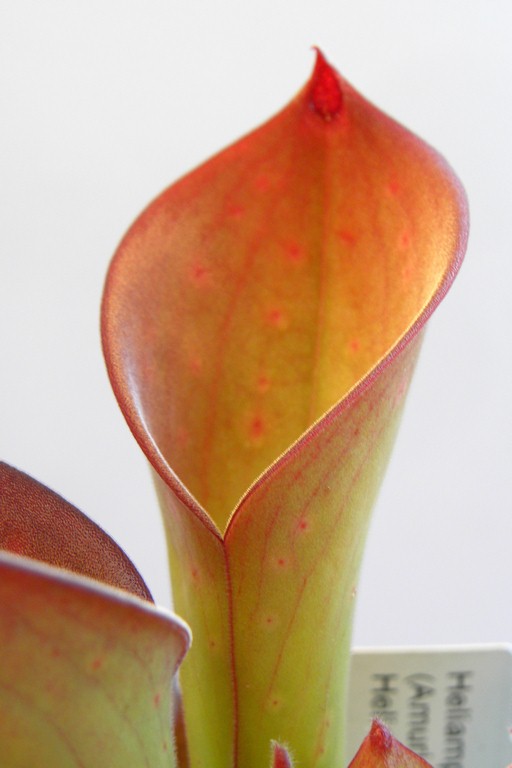 Heliamphora_exappendiculata_02_04_2015_0