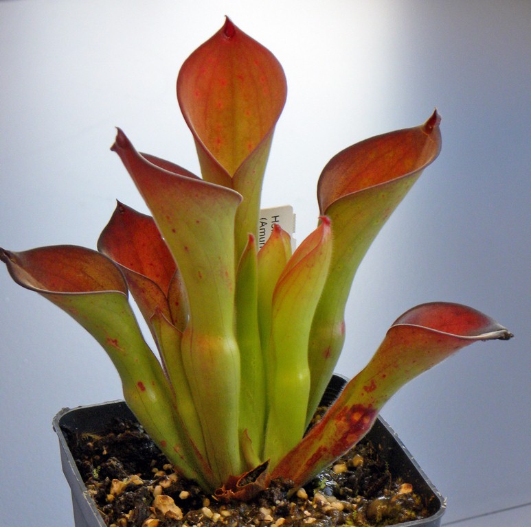 Heliamphora_exappendiculata_02_04_2015_0