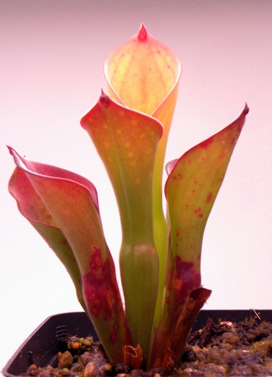 Heliamphora_exappendiculata_30_12_2014_1