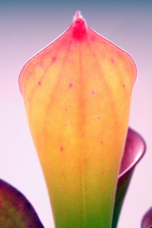 Heliamphora_exappendiculata_30_12_2014_1