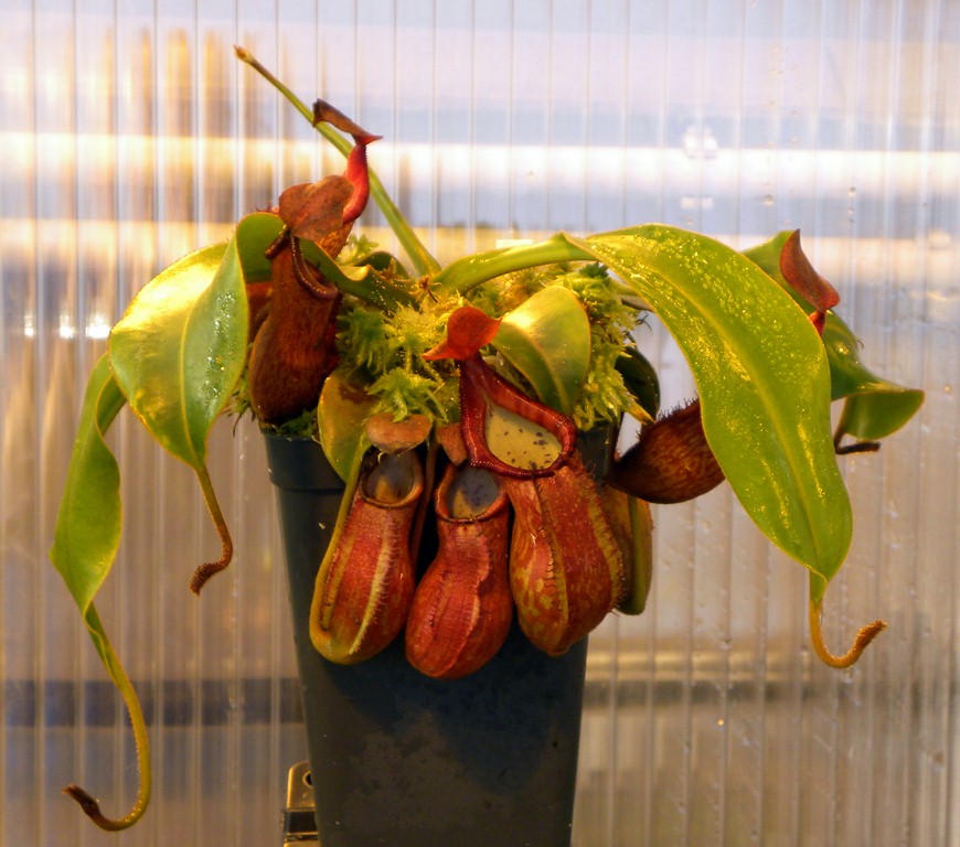 Nepenthes_petiolata_25_11_2014_049.jpg