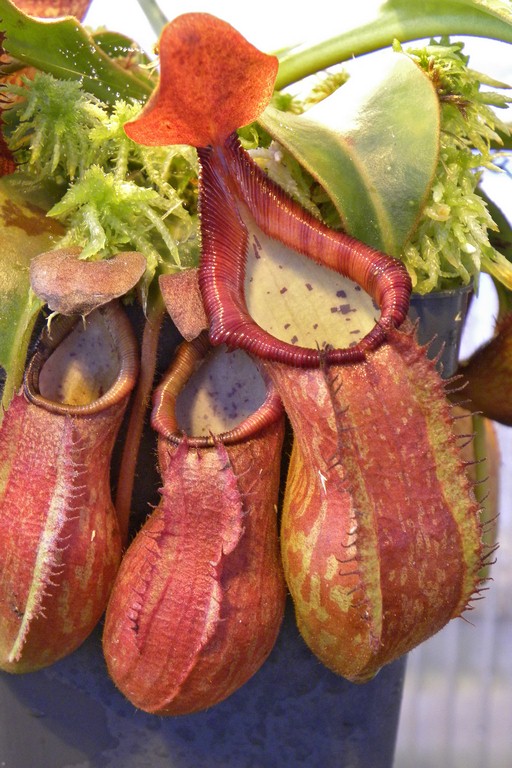 Nepenthes_petiolata_25_11_2014_051.jpg