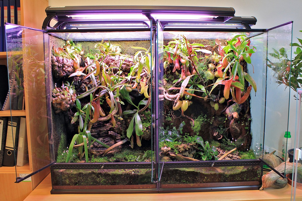 Kuvahaun tulos haulle nepenthes terrarium