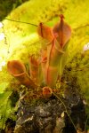Heliamphora minor - kliknij aby zobaczyć zdjęcie. Heliamphora minor