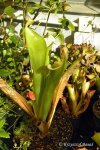 Heliamphora tatei (Cerro Duida) - kliknij aby zobaczyć zdjęcie. Heliamphora tatei (Cerro Duida)