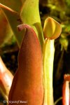 Heliamphora nutans - kliknij aby zobaczyć zdjęcie. Heliamphora nutans
