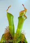 Heliamphora neblinae (Avispa, Venezuela) - kliknij aby zobaczyć zdjęcie. Heliamphora neblinae (Avispa, Venezuela)