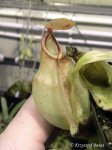 Nepenthes thorelii x (merrilliana x northiana)