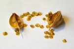 Heliamphora x Midoxa - kliknij aby zobaczyć zdjęcie. Heliamphora x Midoxa