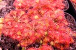 Drosera spatulata var. lovellae