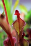Heliamphora Tequila - kliknij aby zobaczyć zdjęcie. Heliamphora Tequila