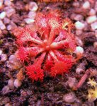 Drosera esmeraldae (Cerro Duida)