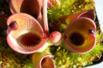 Heliamphora pulchella (Amuri Tepui) - kliknij aby zobaczyć zdjęcie. Heliamphora pulchella (Amuri Tepui)