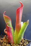 Heliamphora ceracea (Cerro Neblina) - kliknij aby zobaczyć zdjęcie. Heliamphora ceracea (Cerro Neblina)