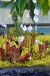 Heliamphora minor - kliknij aby zobaczyć zdjęcie. Heliamphora minor
