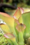 Heliamphora exappendiculata - kliknij aby zobaczyć zdjęcie. Heliamphora exappendiculata