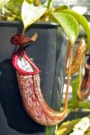 Nepenthes stenophylla (Borneo)