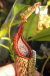 Nepenthes maxima Lake Poso