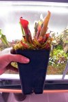 Heliamphora nutans - kliknij aby zobaczyć zdjęcie. Heliamphora nutans