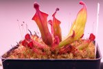 Heliamphora heterodoxa (Gran Sabana)