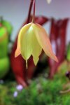 Heliamphora folliculata (Aparaman Tepui, Venezuela)