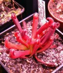 Heliamphora neblinae x hispida (Cerro Neblina) - kliknij aby zobaczyć zdjęcie. Heliamphora neblinae x hispida (Cerro Neblina)