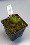 Heliamphora pulchella (Apacapa Tepui) - kliknij aby zobaczyć zdjęcie. Heliamphora pulchella (Apacapa Tepui)