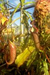 Nepenthes spectabilis x ventricosa