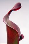 Heliamphora Tequila - kliknij aby zobaczyć zdjęcie. Heliamphora Tequila