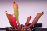 Heliamphora folliculata (Murosipan Tepui, Ven.) - kliknij aby zobaczyć zdjęcie. Heliamphora folliculata (Murosipan Tepui, Ven.)