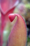 Heliamphora nutans - kliknij aby zobaczyć zdjęcie. Heliamphora nutans