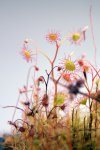 Drosera menziesii