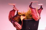 Nepenthes robcantleyi x hamata