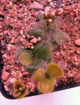 Drosera erythrorhiza var. imbecilia