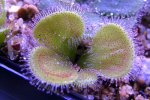 Drosera erythrorhiza var. imbecilia