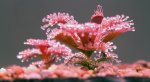 Drosera schmutzii (Kangaroo Island, Australia Południowa)