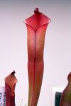 Heliamphora purpurascens (Ptari Tepui) - kliknij aby zobaczyć zdjęcie. Heliamphora purpurascens (Ptari Tepui)