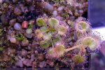 Drosera rupicola