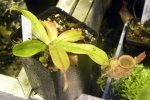 Nepenthes ampullaria Harlequin