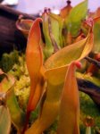 Heliamphora nutans - kliknij aby zobaczyć zdjęcie. Heliamphora nutans