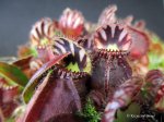 Cephalotus follicularis