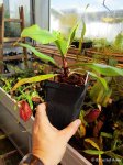 Nepenthes Hookeriana Tricolor