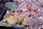 Drosera erythrorhiza var. imbecilia
